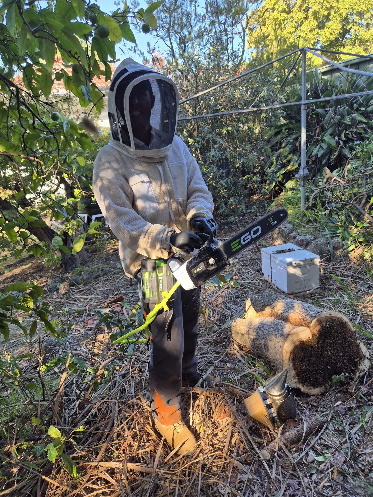 Beekeeper with smoker, bees on log