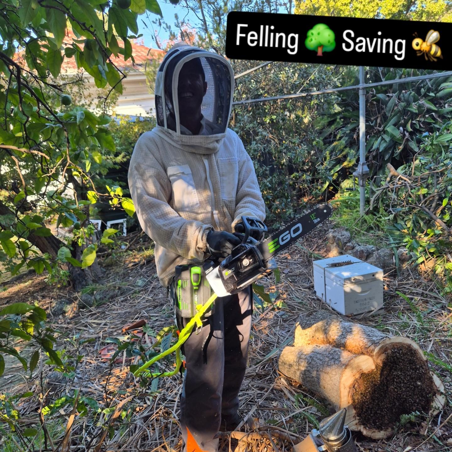 Beekeeper with chainsaw, bees on log behind
