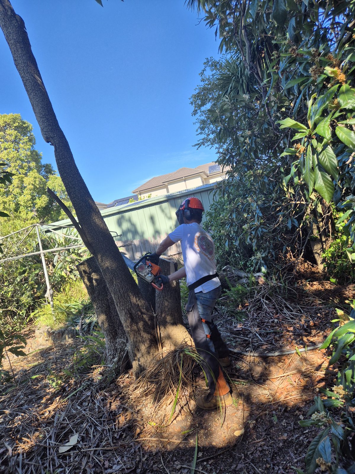 Arborist cutting through mature tree trunk